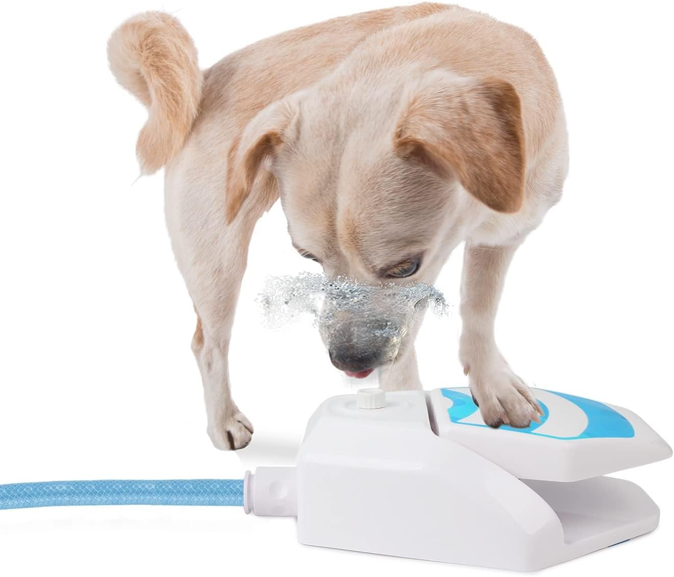 Dog Water Fountain